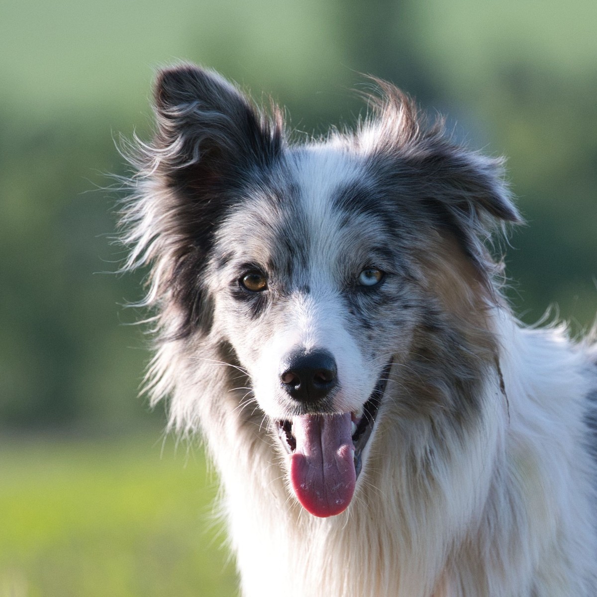 A family's own photo of their dog